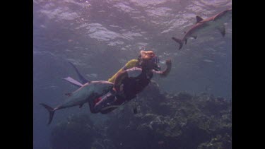 Scuba diver bringing in more bait to wire to rock to attract reef sharks.