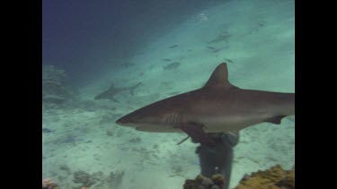 Black tipped reef shark swimming past camera