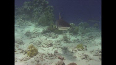Black tipped reef shark swimming towards camera.