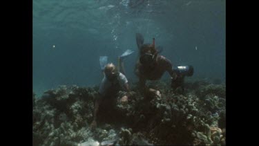 Valerie and Ron Taylor survey giant clams killed by clam poachers