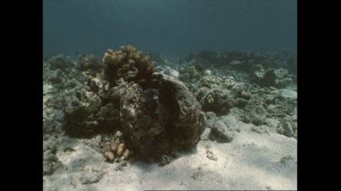 giant clam shuts shell