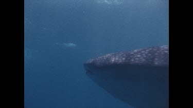 whale shark swims past