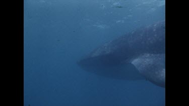 whale shark swims past