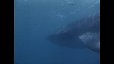 whale shark swims past