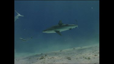 white tip shark struggles to tear bait away from coral table