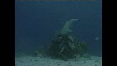 white tip shark feeds on fish at coral table circles, then goes in for another feed