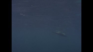seal plays in water while great white shark swims past