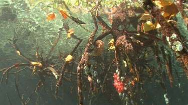 mangroves, xenia coral