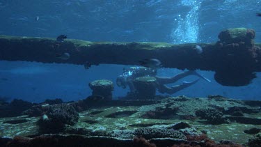 Diver and fish explore Cooma Shipwreck