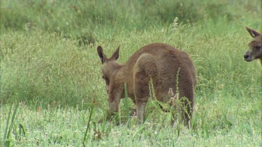 Male Kangaroo Sniffing Another Male