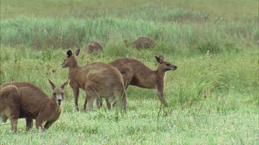 Male Kangaroos