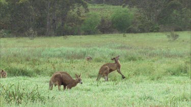 Male Kangaroos