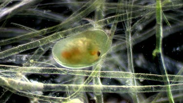 freshwater microscopic life