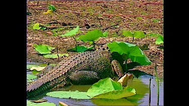 Crocodile Kakadu National Park