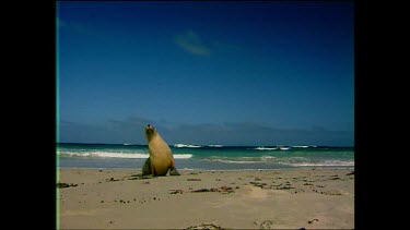 Seal on beach shuffles towards camera, Kangaroo Island.