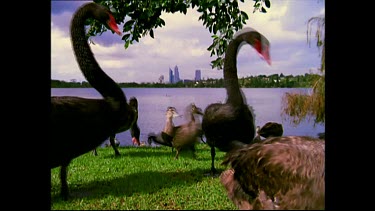 Gaggle of black swans with Perth city in background