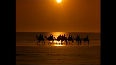 Camel train on a beach, calm sea in background. Sunset
