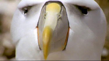 Adult pointed beak, nostrils, eyes