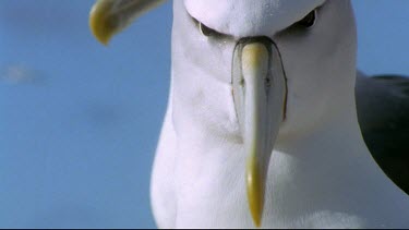 Head and neck of albatross sitting on nest