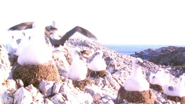 Albatross chicks in their nests perched on the edge of a rocky cliff, adults flying overhead. These chicks are a bit older. They do not have adults near by.