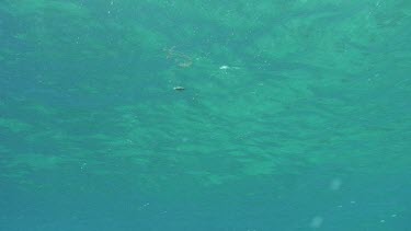 Sea Turtle Hatchling Swimming