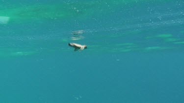 Sea Turtle Hatchling Swimming