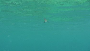 Sea Turtle Hatchling Swimming