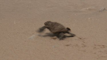 Baby Sea Turtles into ocean