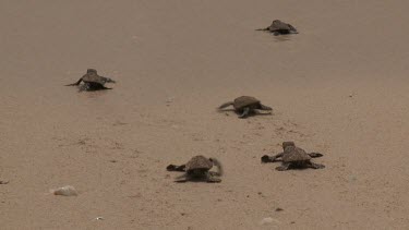 Baby Sea Turtles into ocean