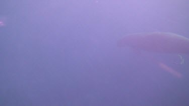 Mother Dugong with Calf