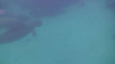 Mother Dugong with Calf