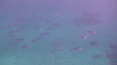Mother Dugong with Calf