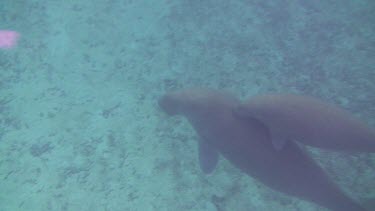 Mother Dugong with Calf