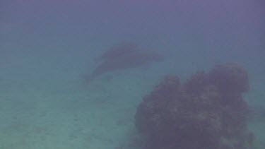 Mother Dugong with Calf