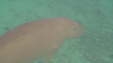 Mother Dugong