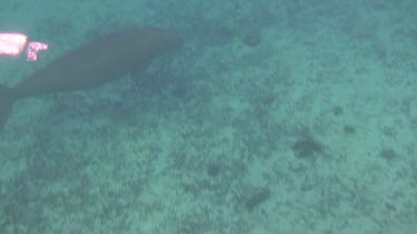 Mother Dugong