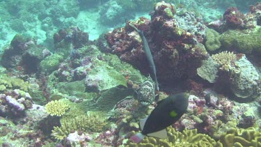 Grouper with Flute Mouth Fish