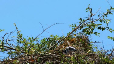 Short Toed eagles with chick in the nest