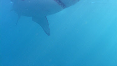 Great White Shark ,White Shark, Carcharodon Carcharias