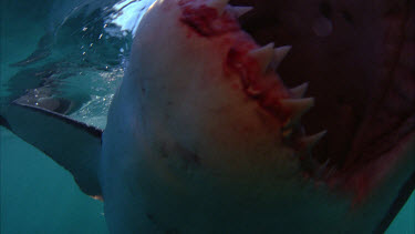 Great White Shark Mouth ,White Shark, Carcharodon Carcharias