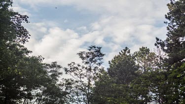 Timelapse of trees and the sky