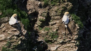 Puffin & Gannets On Cliff Face, Rspb Bempton Cliffs, England