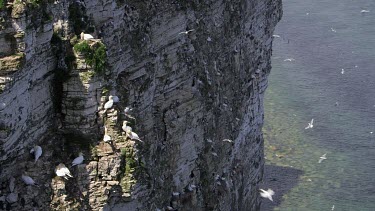 Gannets & Kittiwake'S On Cliff Face, Rspb Bempton Cliffs, England