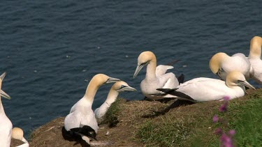 Gannets Showing Courtship Behaviour, Rspb Bempton Cliffs, England