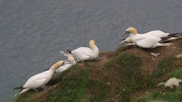 Nesting Gannet'S Fighting, Rspb Bempton Cliffs, England