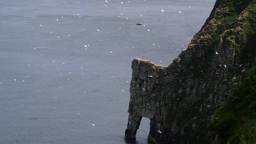 Seabirds Flying Next To Cliff Face, Rspb Bempton Cliffs, England