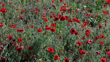 Red Poppies In Grass, Chersones,Sevastopol, Crimea, Ukraine