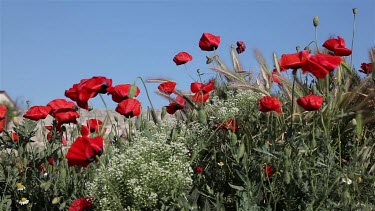 Red Poppies In The Wind, Chersones,Sevastopol, Crimea, Ukraine