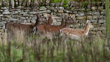 Doe & Fawn Fallow Deer, Ebberston, North Yorkshire, England