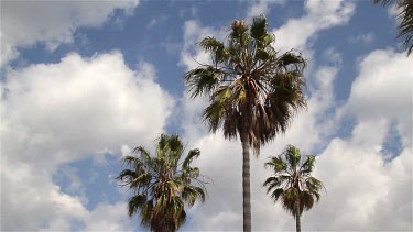 Palm Trees, Venice Beach, Venice, California, Usa
